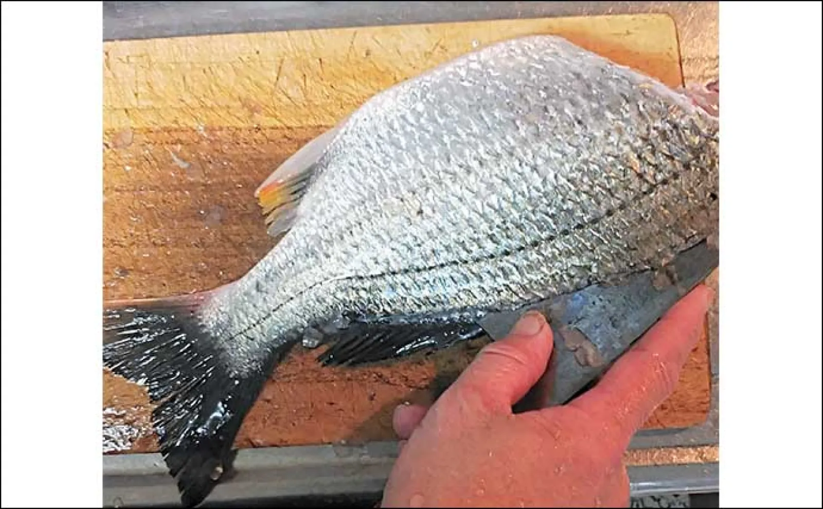 釣魚で作る「ご飯のお供」レシピ:キビレの干物 切り身にしてから干してOK