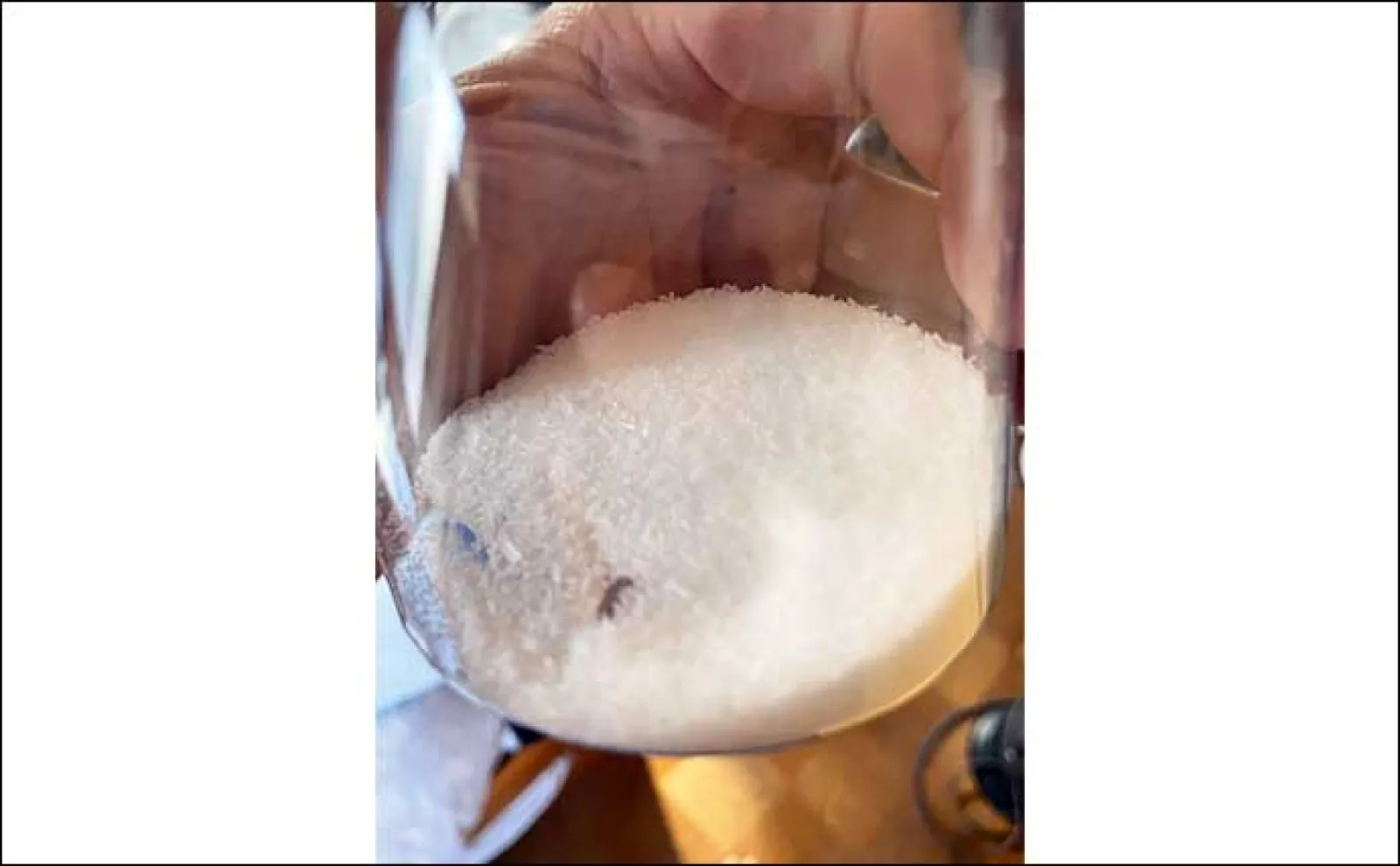 夜焚きイカメタル釣行でケンサキイカ37杯【山口・松福丸】秘策の「味の素」の効果は?