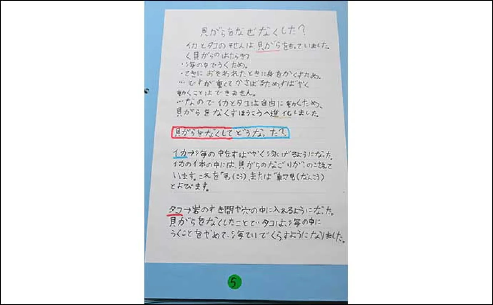 海洋生物好きの夏休み自由研究テーマ紹介:イカとタコを調査比較「似てそうで意外と違う?」