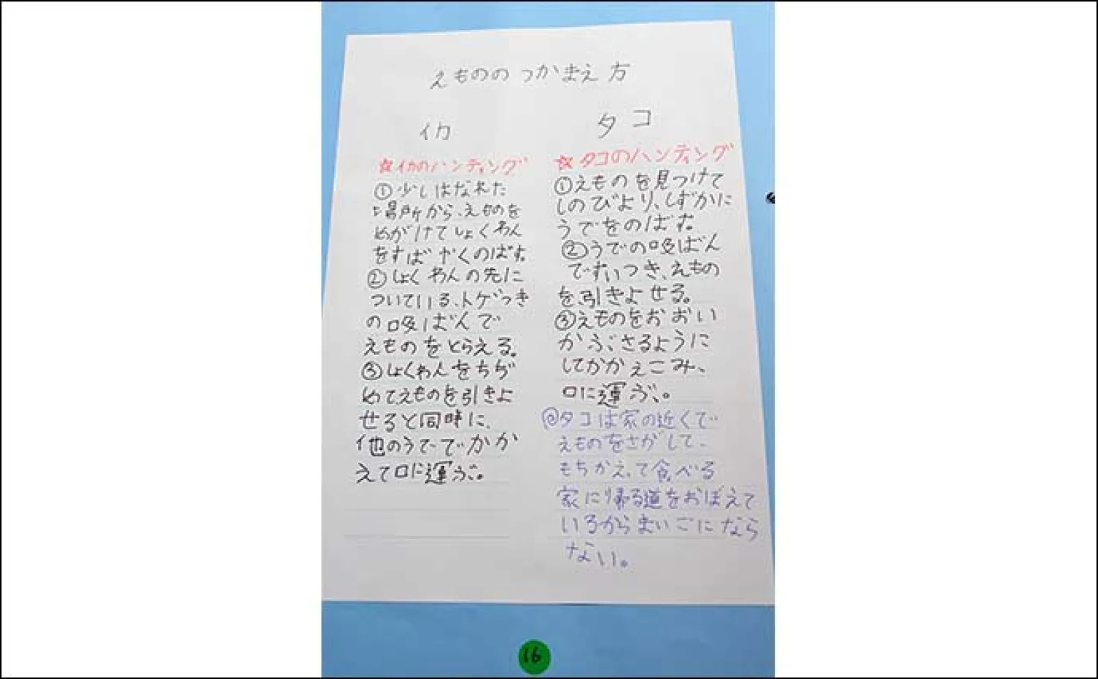 海洋生物好きの夏休み自由研究テーマ紹介:イカとタコを調査比較「似てそうで意外と違う?」