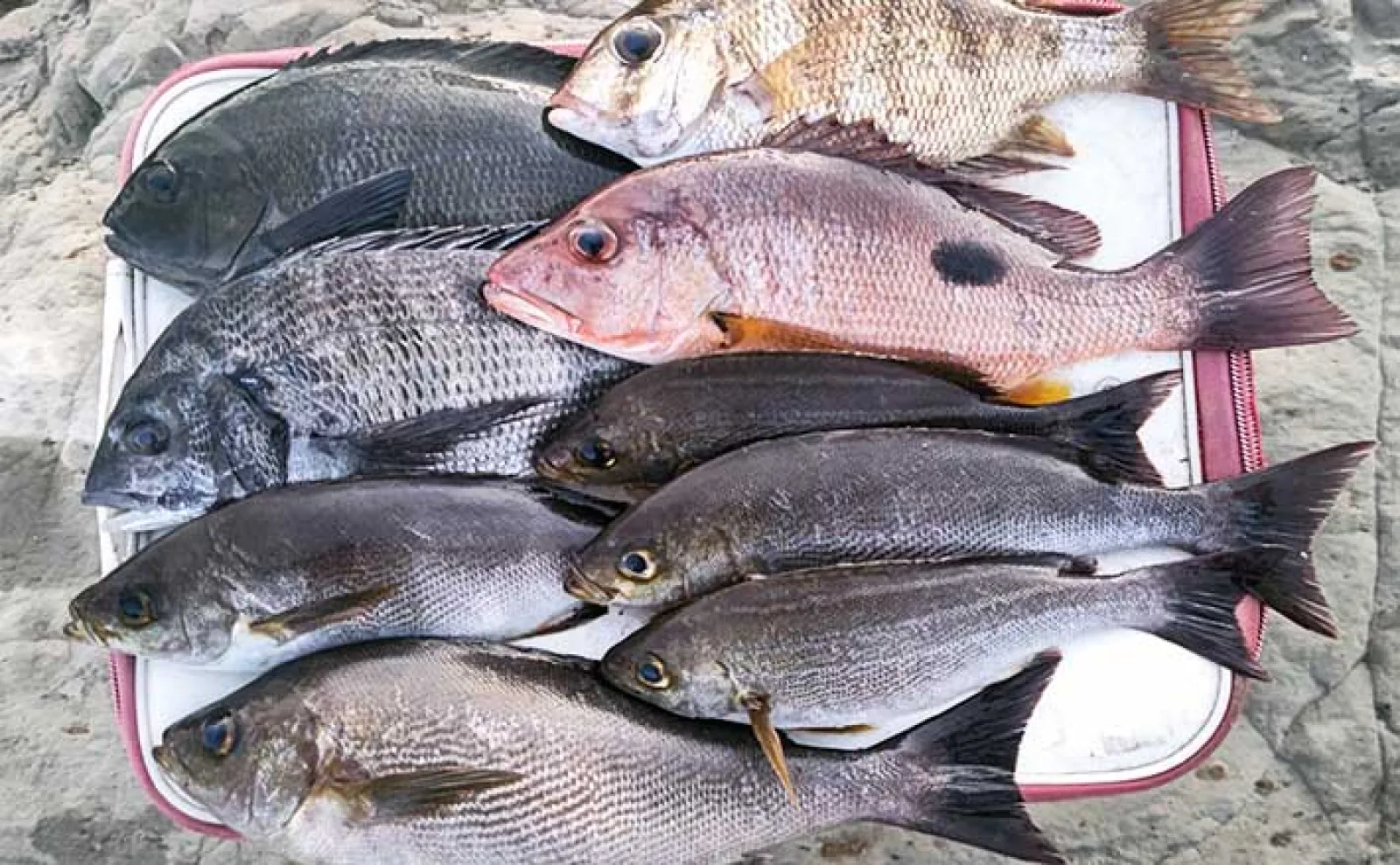 激安提供！送料無料！沖釣工房 日本海マダイ 80-330 がお買い得 沖釣り釣果速報】マダイがズラ〜ッと整列！テンヤマダイ釣りで爆釣