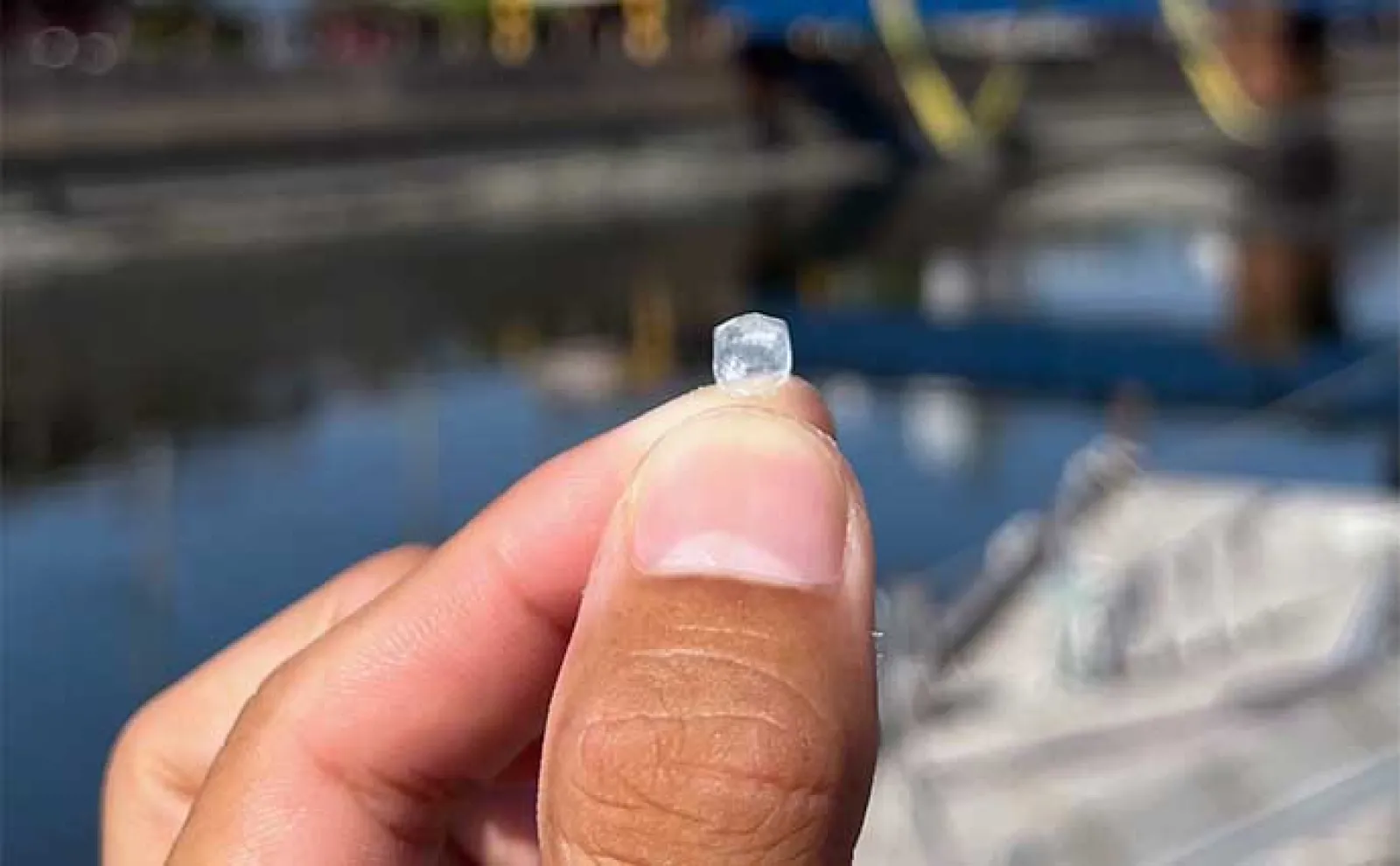 釣りをしながら夏休みの自由研究のススメ【魚の鱗(ウロコ)で年齢を考察してみよう】