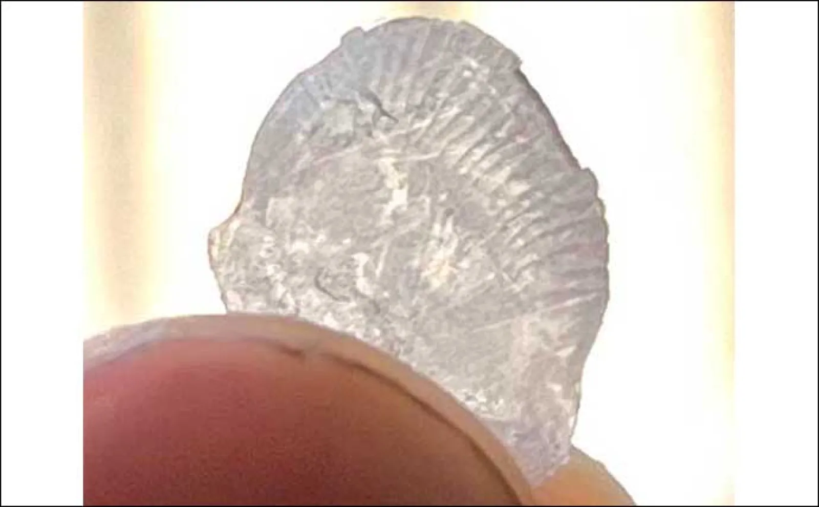 釣りをしながら夏休みの自由研究のススメ【魚の鱗(ウロコ)で年齢を考察してみよう】