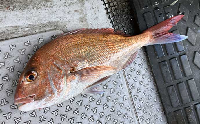 上越沖ディープタイラバ釣行で夏マダイ3枚【新潟・子丸】浅場では良型