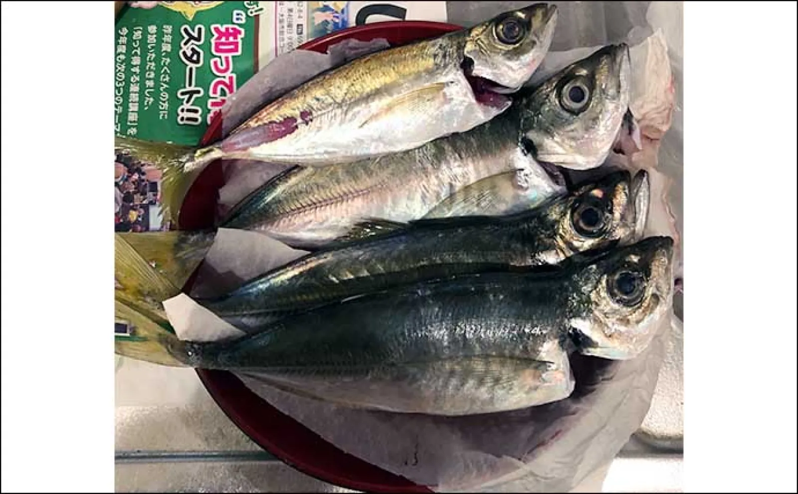 秋の大阪湾奥の釣りを予測してみた 昨年の実績からするとアジは11月からスタートか