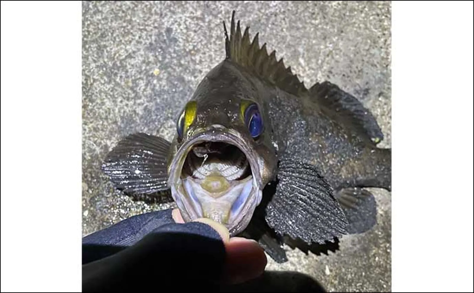 秋の大阪湾奥の釣りを予測してみた 昨年の実績からするとアジは11月からスタートか