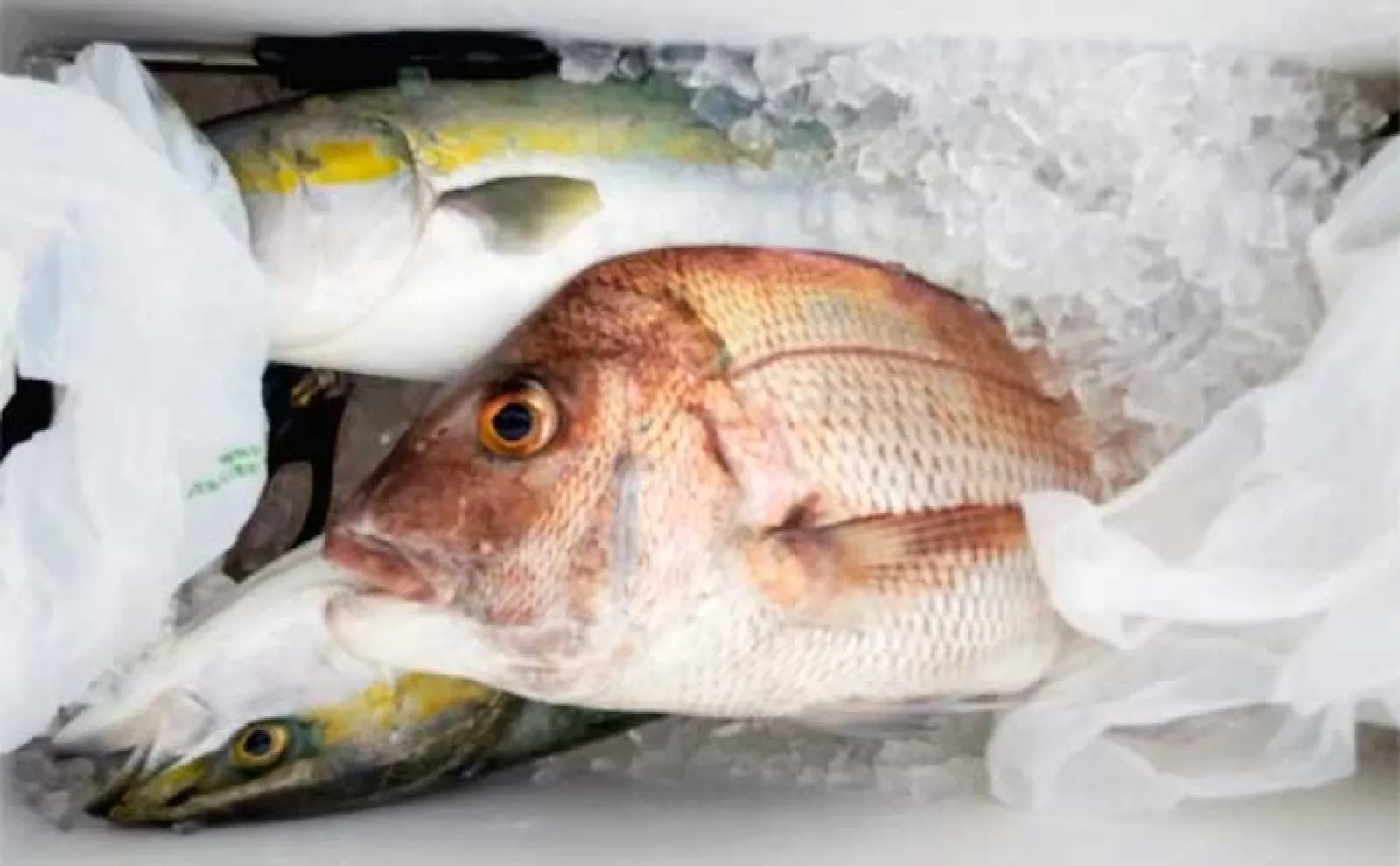 【船のエサ釣り釣果速報】タテ(落とし込み)釣りで31kg大型クエ浮上!(三重)