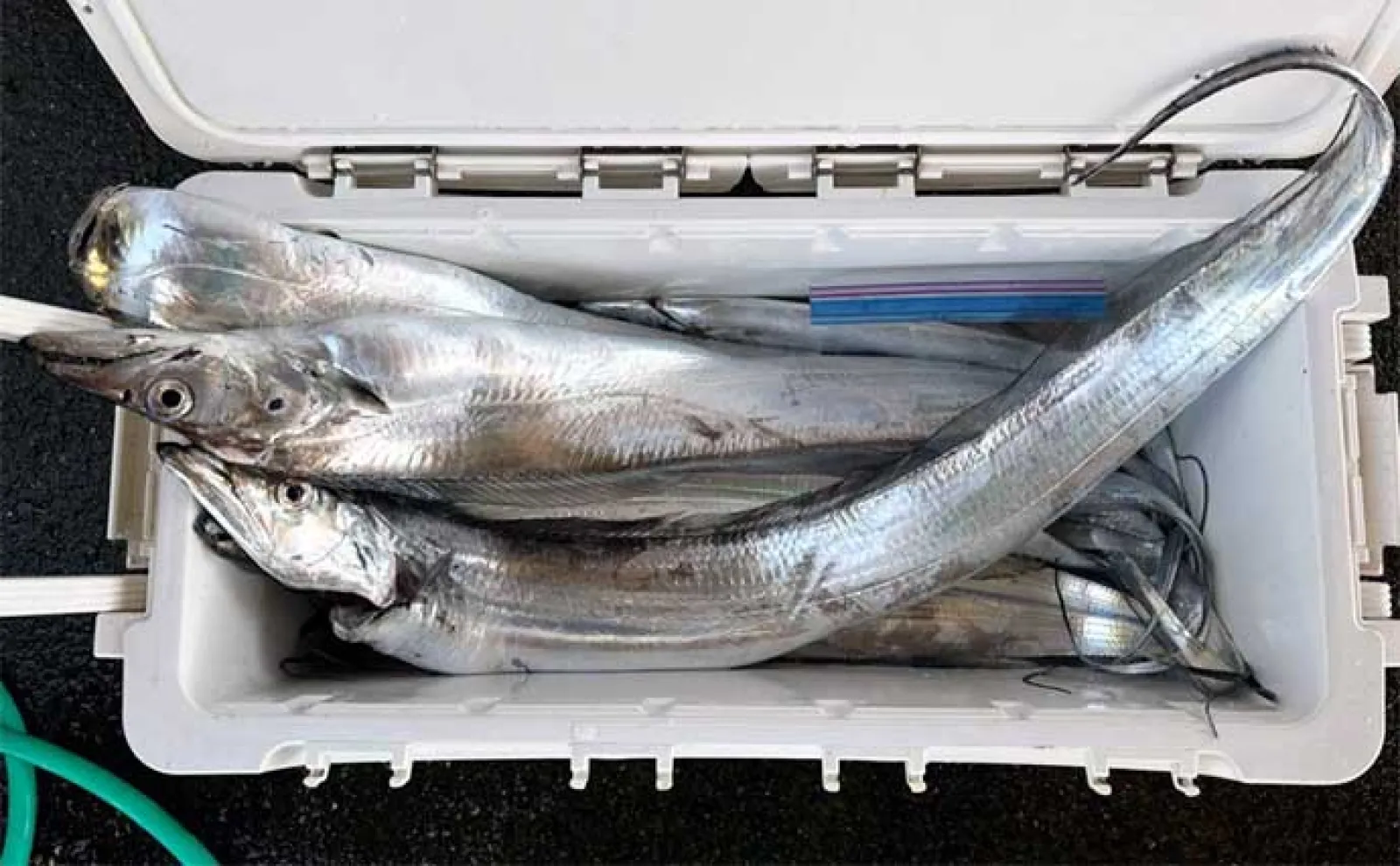 【船のエサ釣り釣果速報】タテ(落とし込み)釣りで31kg大型クエ浮上!(三重)
