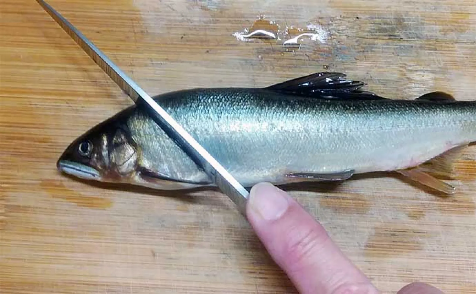 釣魚で作る「秋の味覚」レシピ:アユの酢ぬた おとりアユでも美味