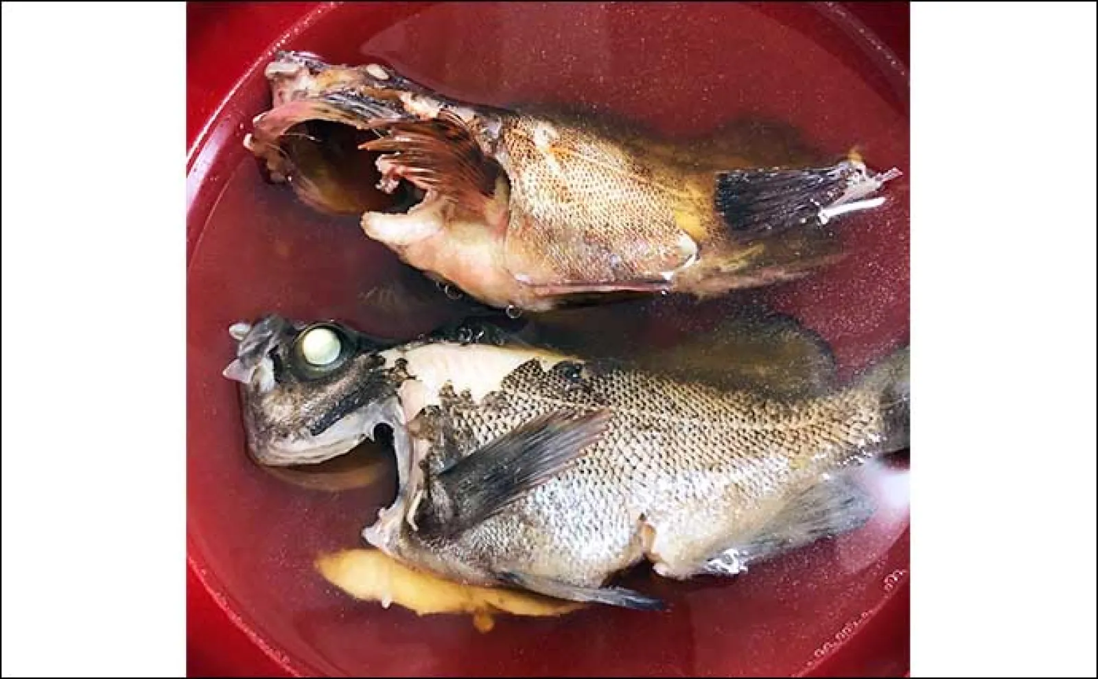 子ども向け図鑑から学ぶ「魚食」の重要性 サカナを食べれば健康寿命が伸びる?