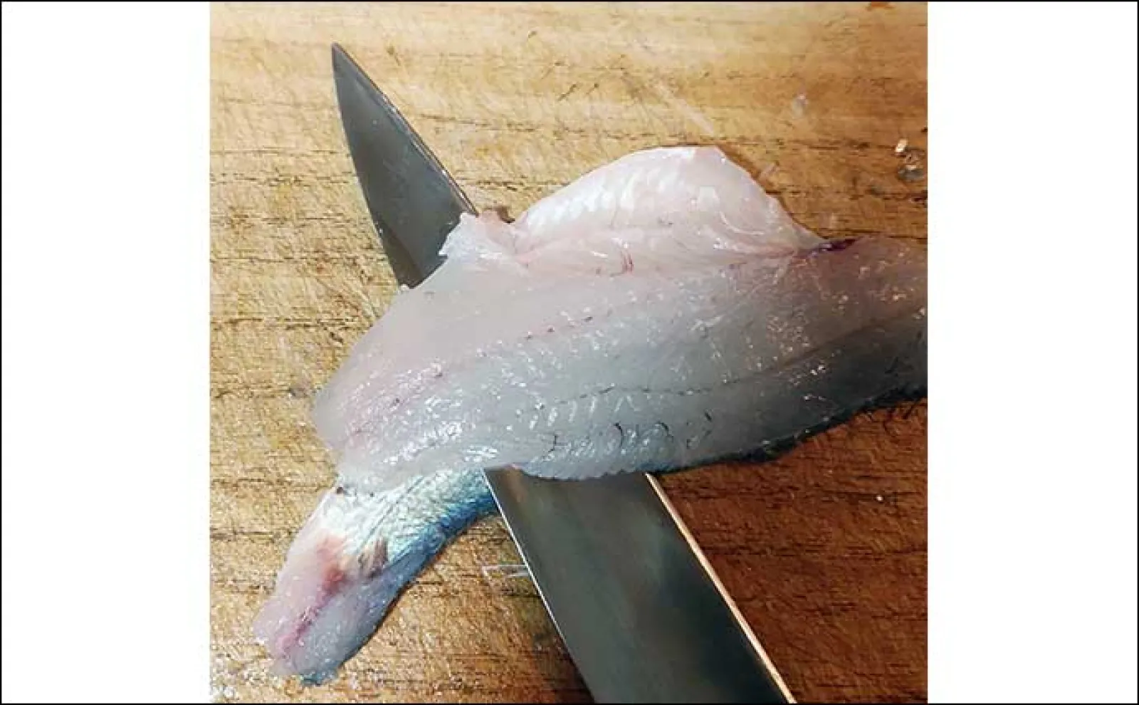 釣魚で作る「食欲の秋」レシピ:秋チヌのマリネ風 ご飯との相性も抜群