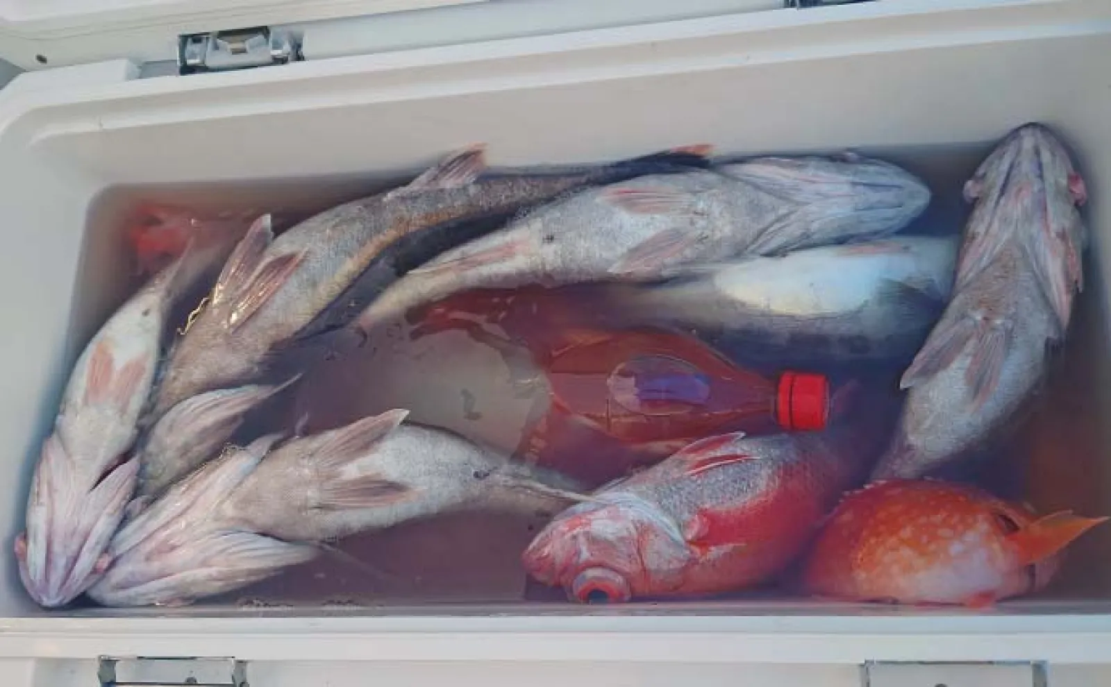 中深海五目釣りでアカムツにアラと高級美味なレア魚ヒット!【静岡・わし丸】