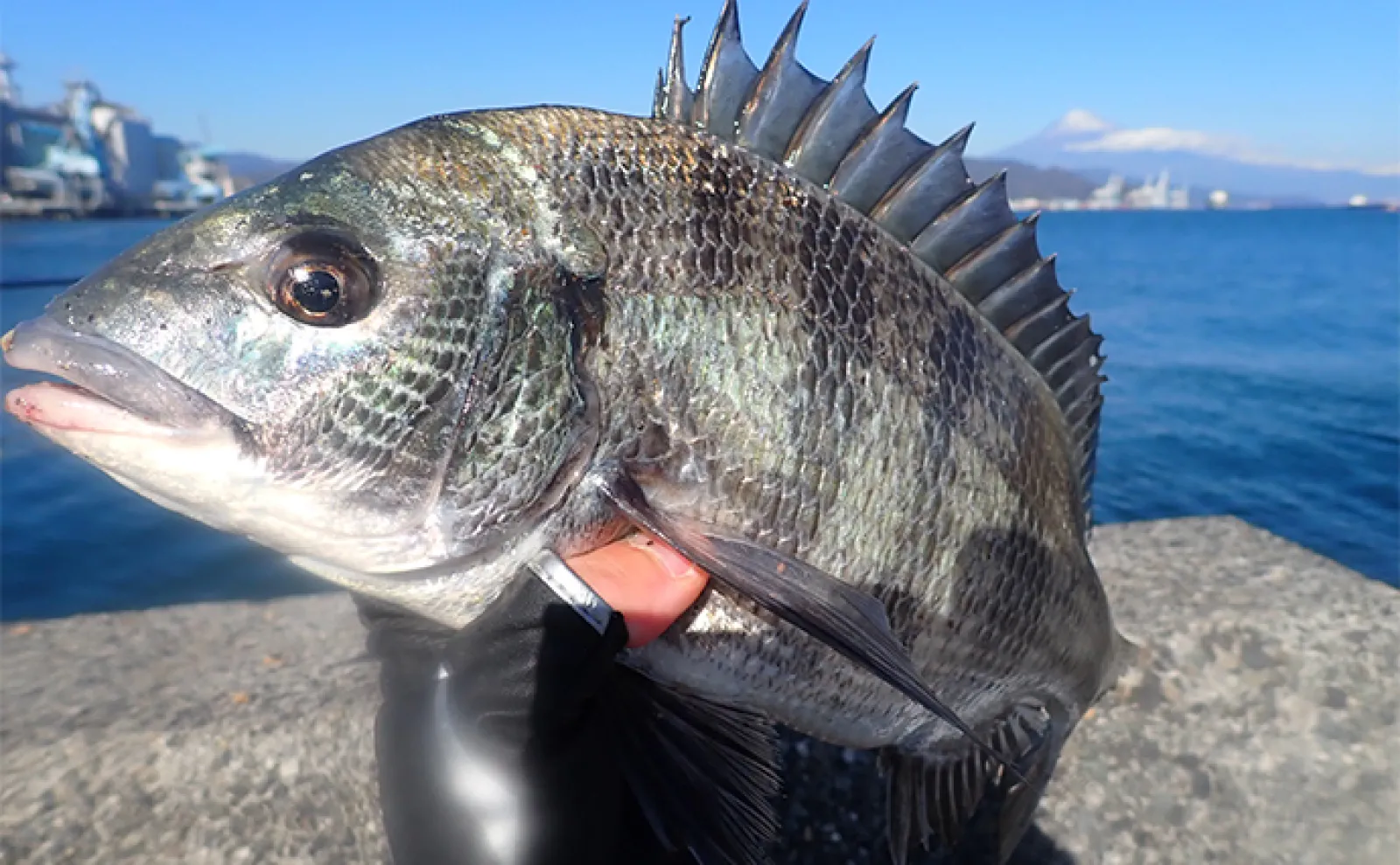 【駿河湾で釣りをしよう!】2024年お盆休み前半の東名高速・中央自動車道の渋滞予測を紹介
