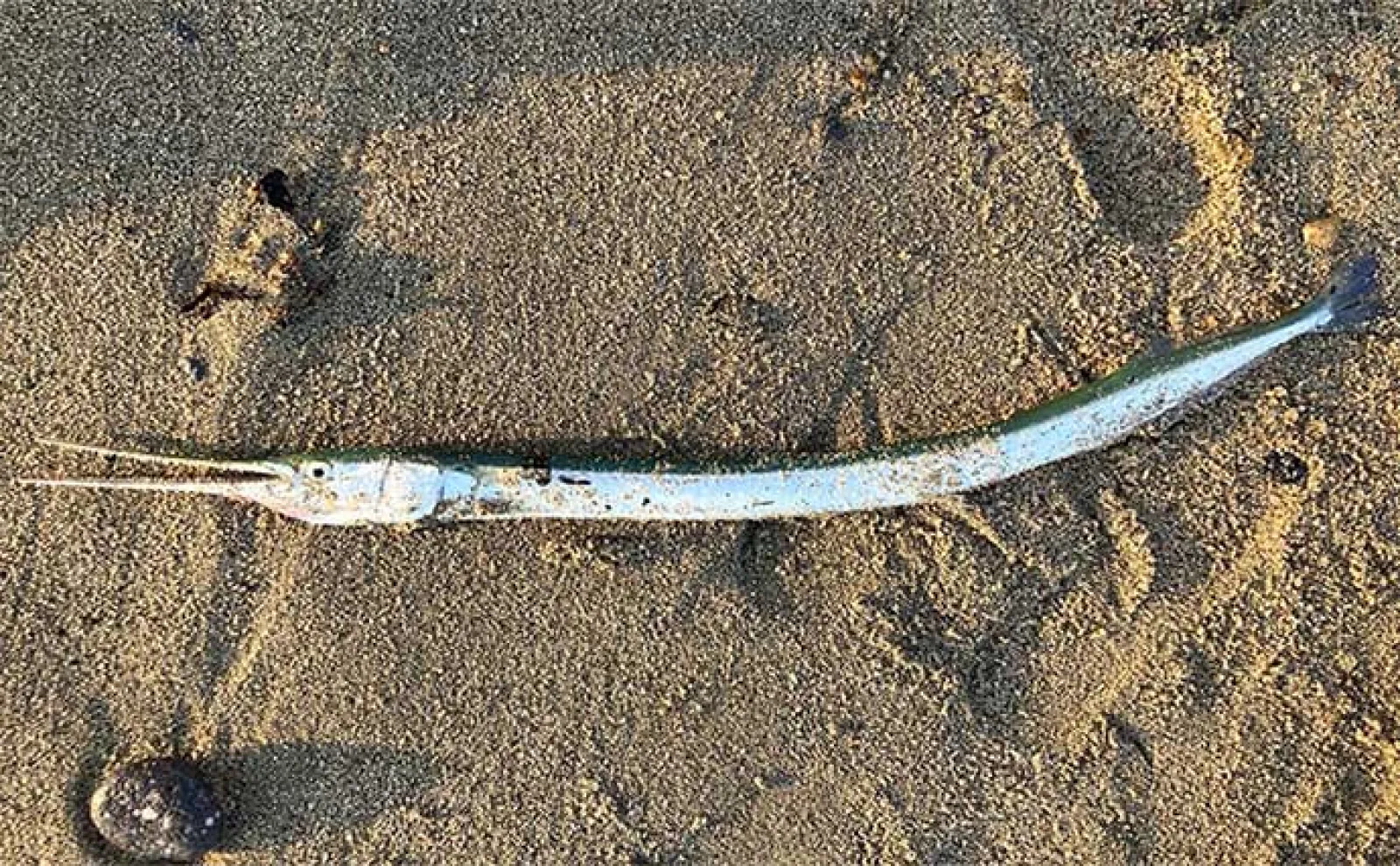 「夏休みの水辺は危険がいっぱい!」大人の自由研究に【身近に潜む超危険生物調査】のススメ