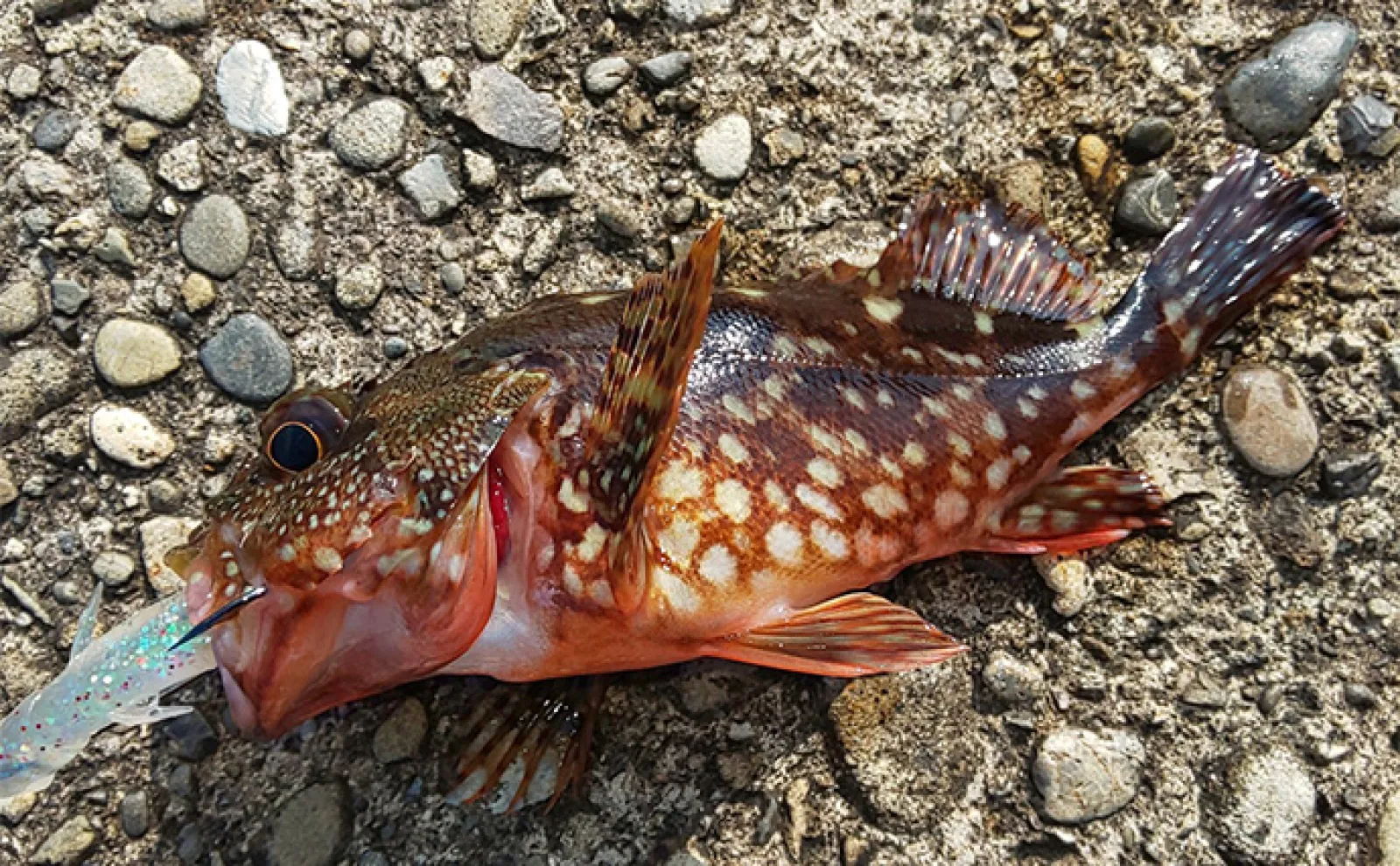真夏でも近場で釣れる根魚で自由研究のススメ オリジナルの根魚図鑑を