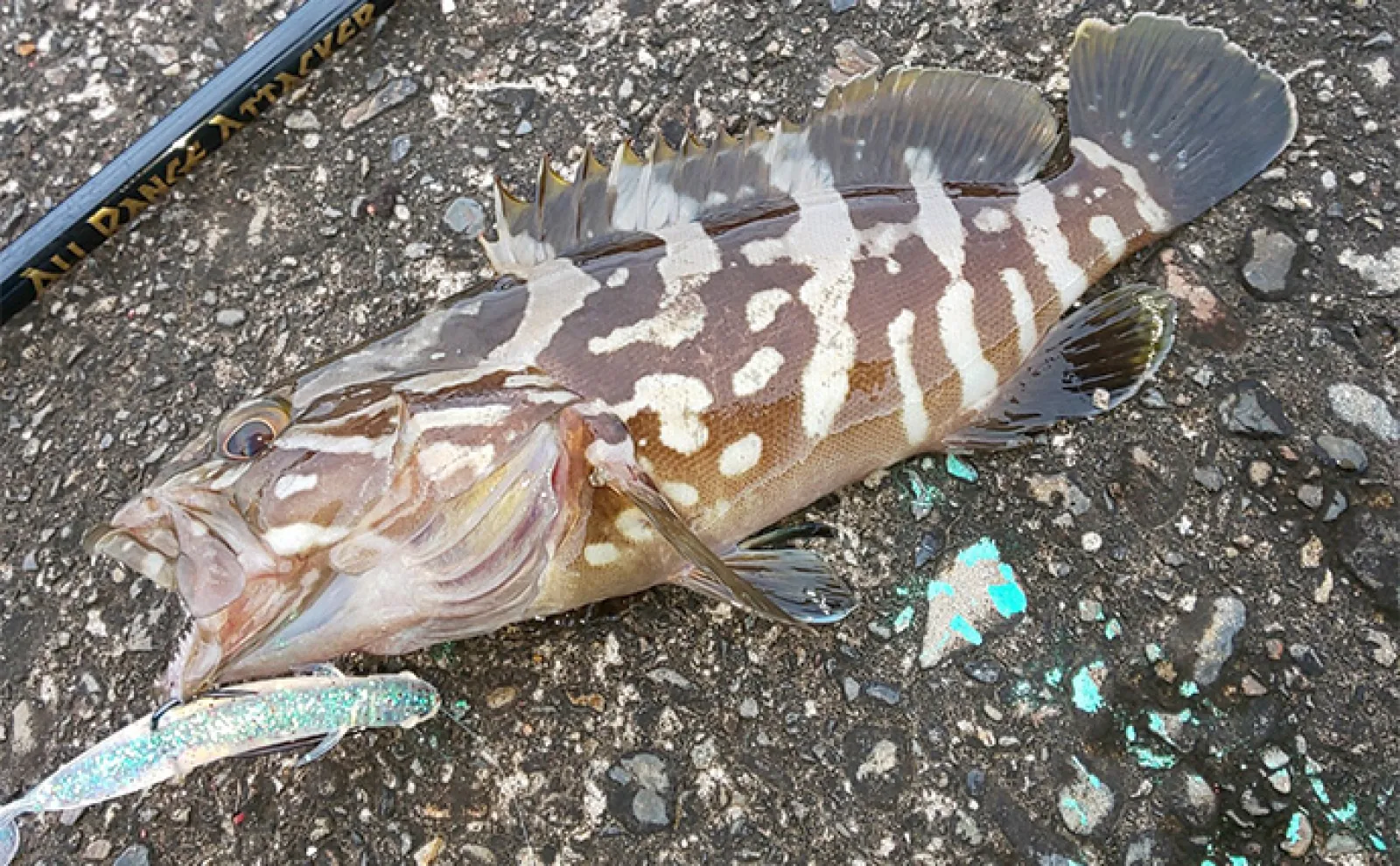 真夏でも近場で釣れる根魚で自由研究のススメ オリジナルの根魚図鑑を