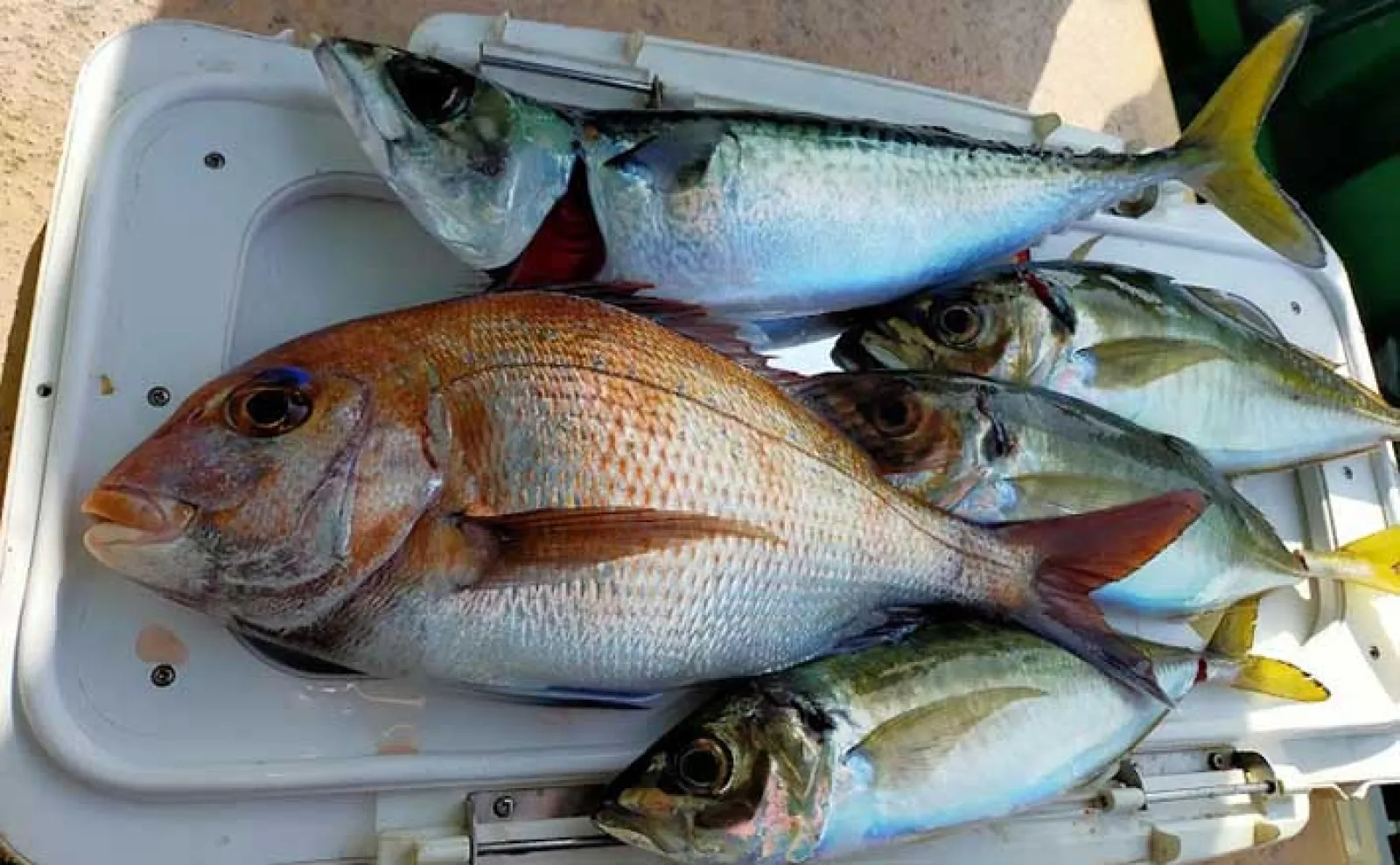 【駿河湾で釣りをしよう!】2024年お盆休み前半の東名高速・中央自動車道の渋滞予測を紹介