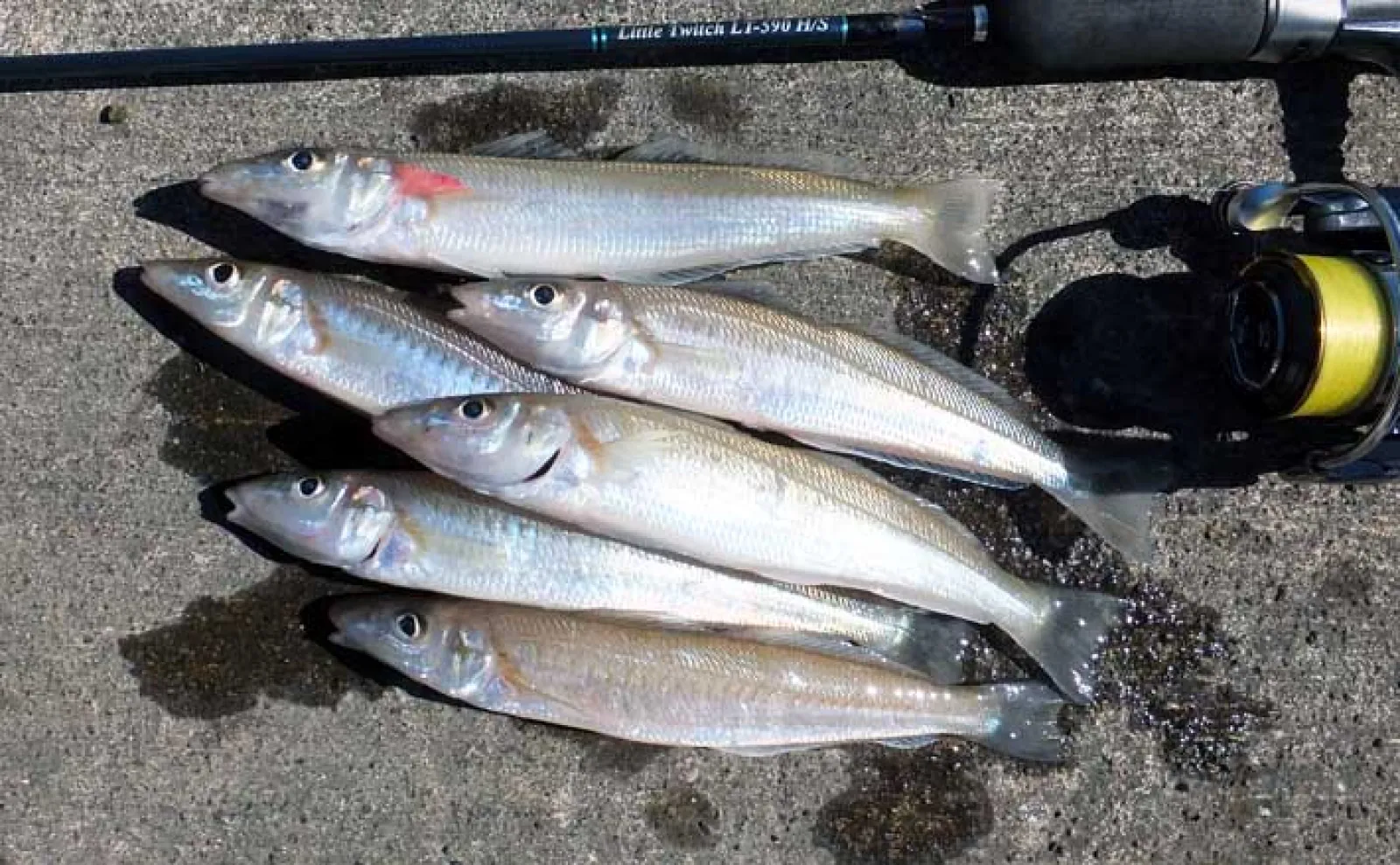 【駿河湾で釣りをしよう!】2024年お盆休み前半の東名高速・中央自動車道の渋滞予測を紹介