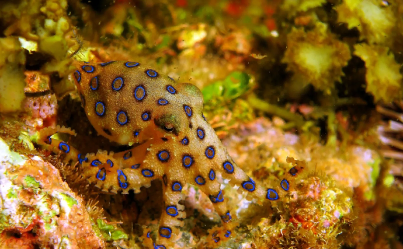 大人も子供もハマる夏のアクティビティ「磯遊び」の楽しみ方 危険生物にはご注意を