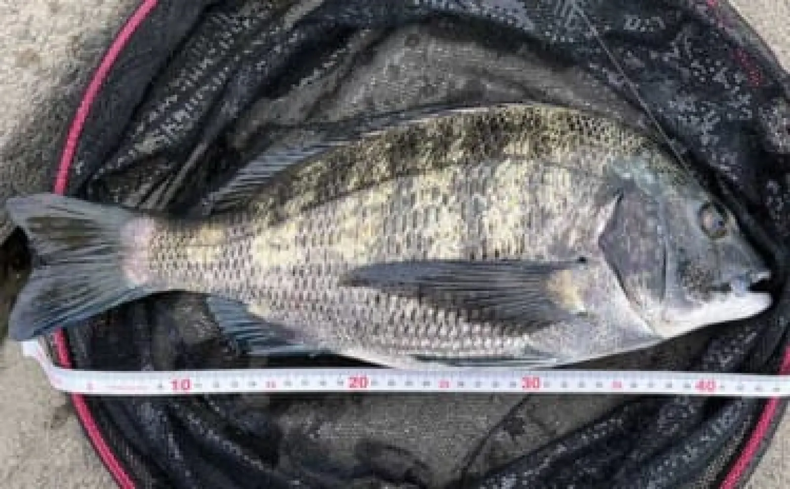 真夏の前打ち釣りで44cm頭にクロダイ2枚【木曽川】2時間の実釣でキャッチ