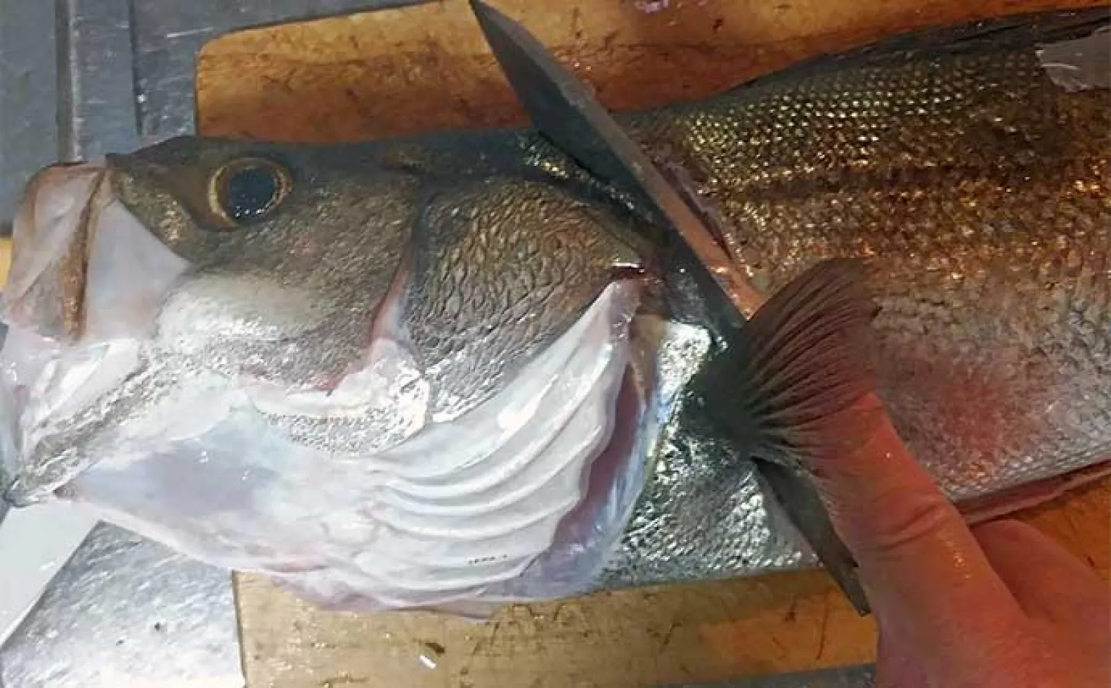 釣った魚で作る「刺身アレンジ」レシピ：熟成スズキ　冷蔵庫で4～5日寝かせるだけ