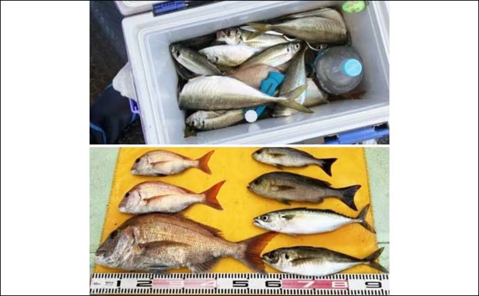 関西エリアの【船釣り特選釣果】淡路島沖の落とし込みサビキ釣りでブリにスズキ浮上