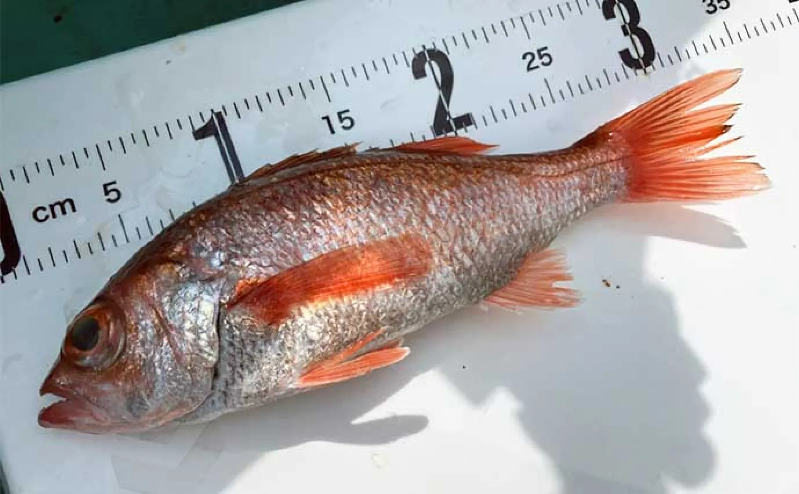 「富山湾で秋のアカムツ釣りシーズン開幕!」33cm頭に本命7匹キャッチ【富山・強神丸】