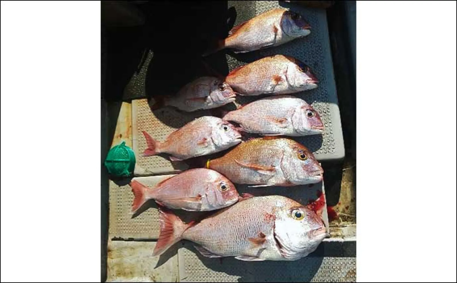【船釣り釣果速報】鷹島沖の落とし込み釣りでヒラマサにヤズが好ヒット!(長崎・佐賀)