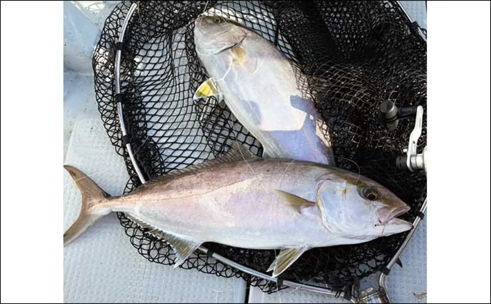 【船釣り釣果速報】鷹島沖の落とし込み釣りでヒラマサにヤズが好ヒット!(長崎・佐賀)