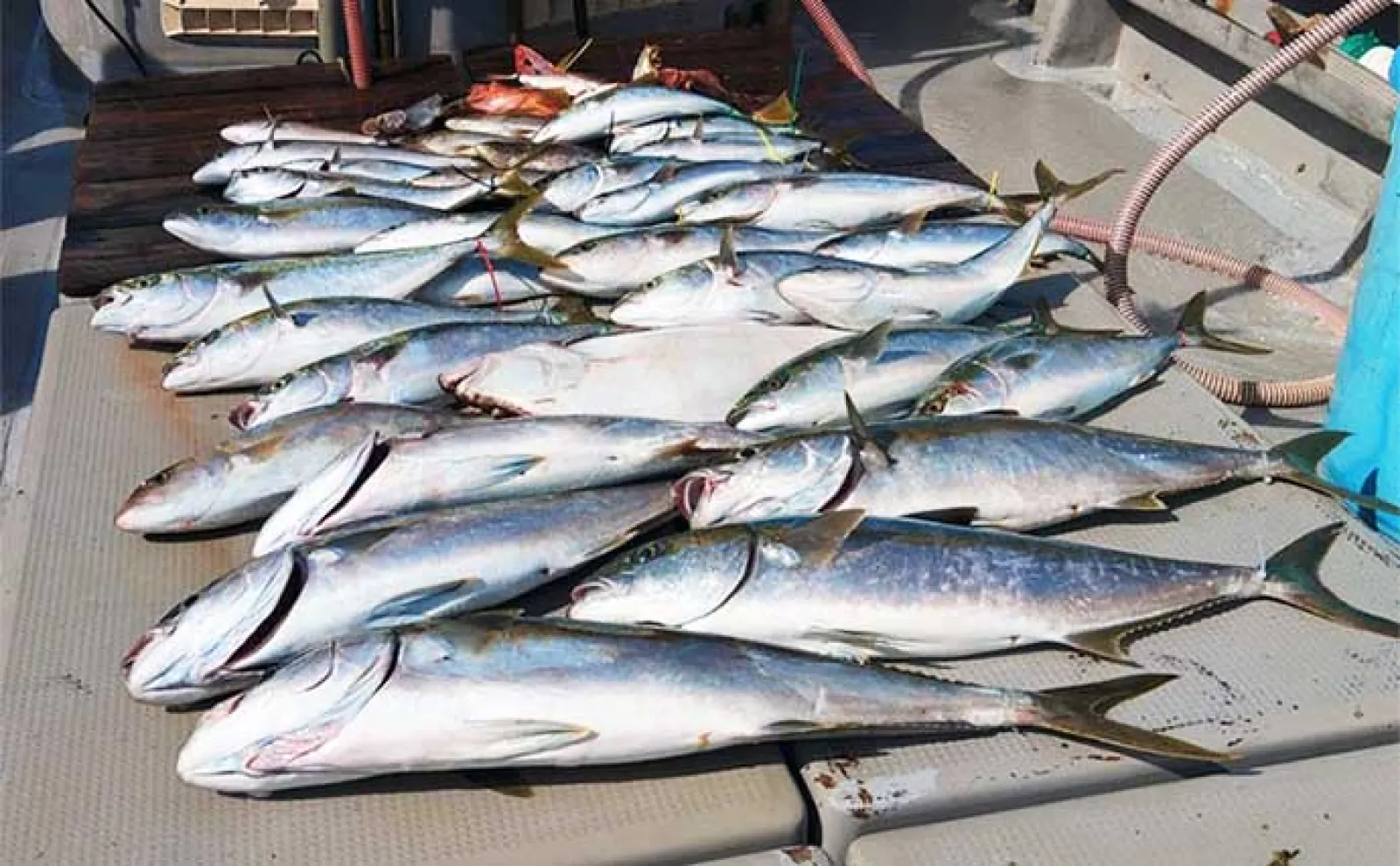 【船釣り釣果速報】鷹島沖の落とし込み釣りでヒラマサにヤズが好ヒット!(長崎・佐賀)