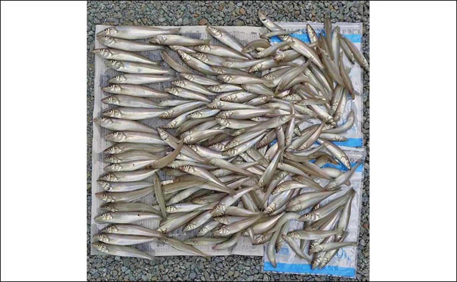 サーフでの投げ釣りで19cm筆頭にキス185匹【三重・大淀海岸】前評判通りの爆釣に!