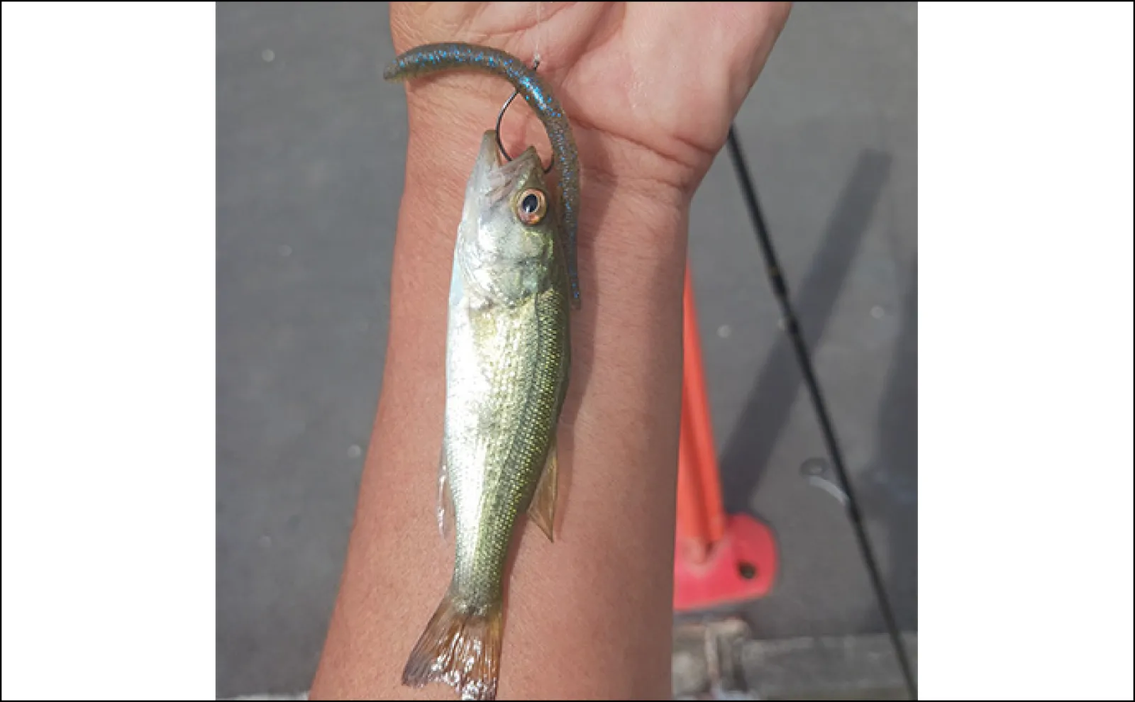 ブラックバス　シーバスプラグ Amazon.co.jp: バスプラグ - ルアー: スポーツ＆アウトドア