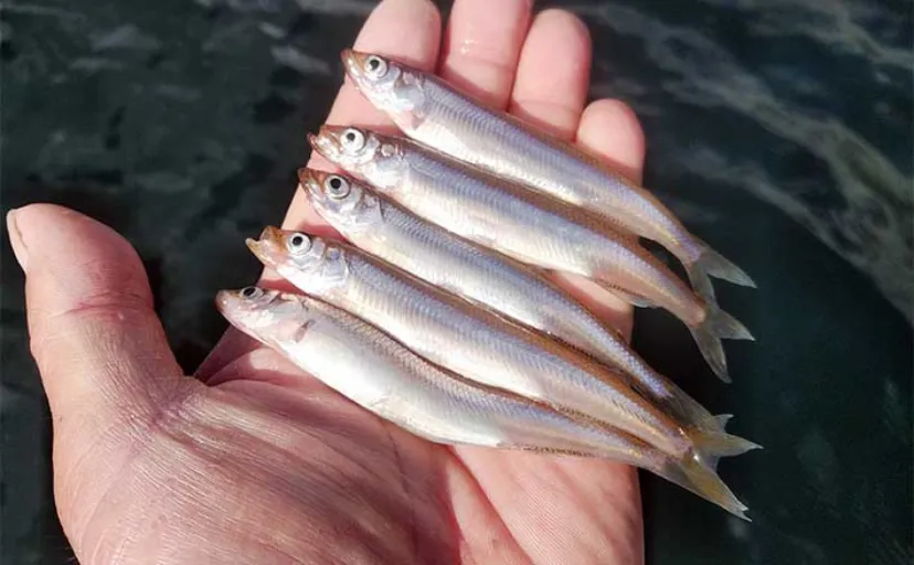 芦ノ湖ワカサギ釣り入門解説【釣り方・タックル・エサ】美味で知られるワカサギを釣って食べよう
