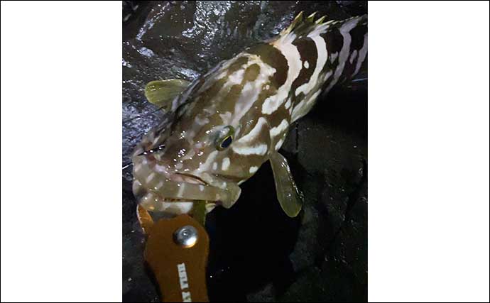 磯に通うこと足掛け2年！」初のアラ（クエ）をキャッチ【山口】48cm2kg