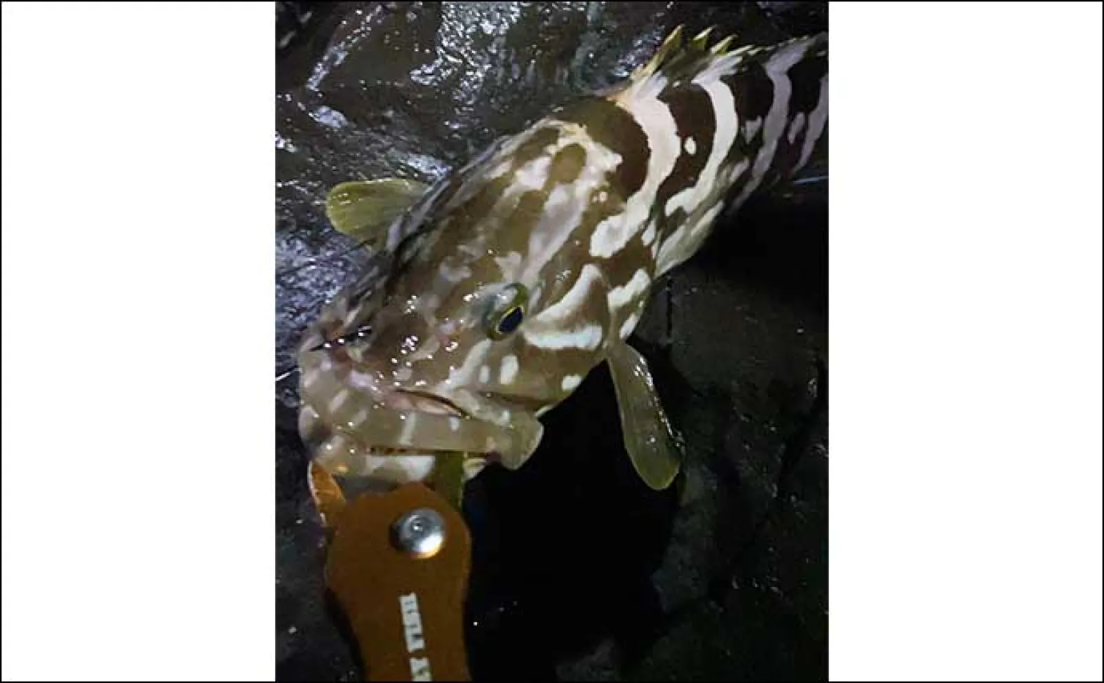 磯に通うこと足掛け2年！」初のアラ（クエ）をキャッチ【山口】48cm2kg