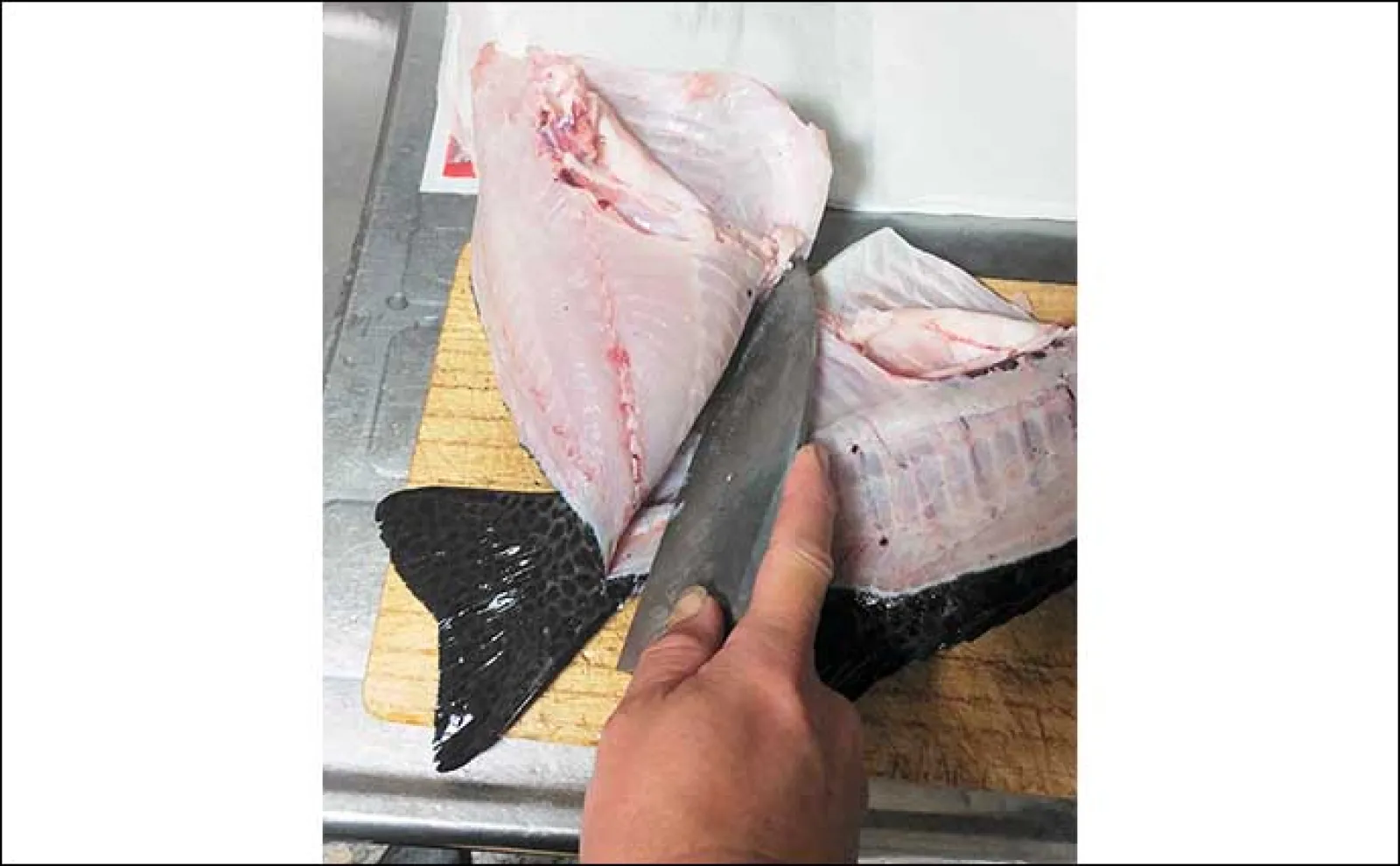 釣った魚で作る「病みつき」レシピ:熟成イシダイ コツは厚めに切ること