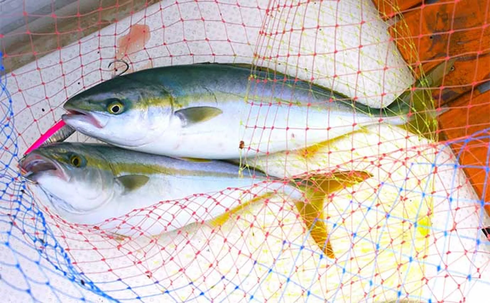 「潮に合わせてジギングとサビキを釣り分ける!」明石沖ボート釣行でハマチとアジ好捕【兵庫】