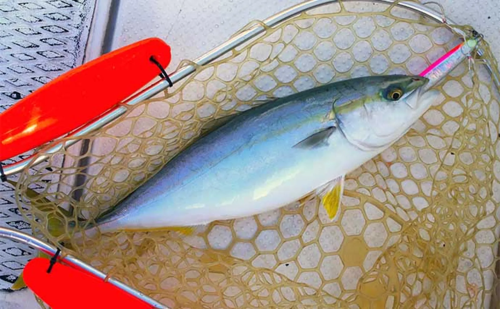 「潮に合わせてジギングとサビキを釣り分ける!」明石沖ボート釣行でハマチとアジ好捕【兵庫】