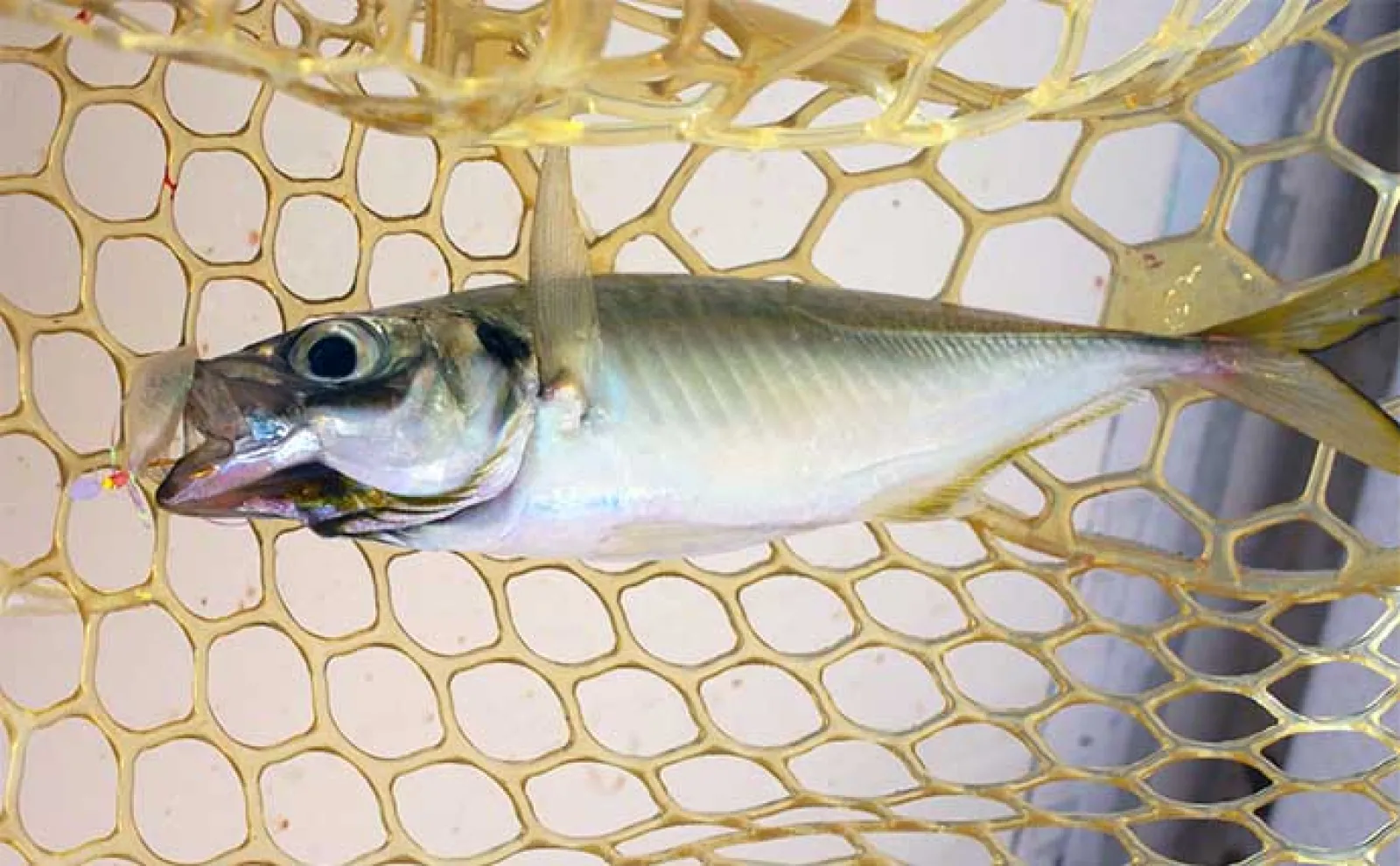 「潮に合わせてジギングとサビキを釣り分ける!」明石沖ボート釣行でハマチとアジ好捕【兵庫】
