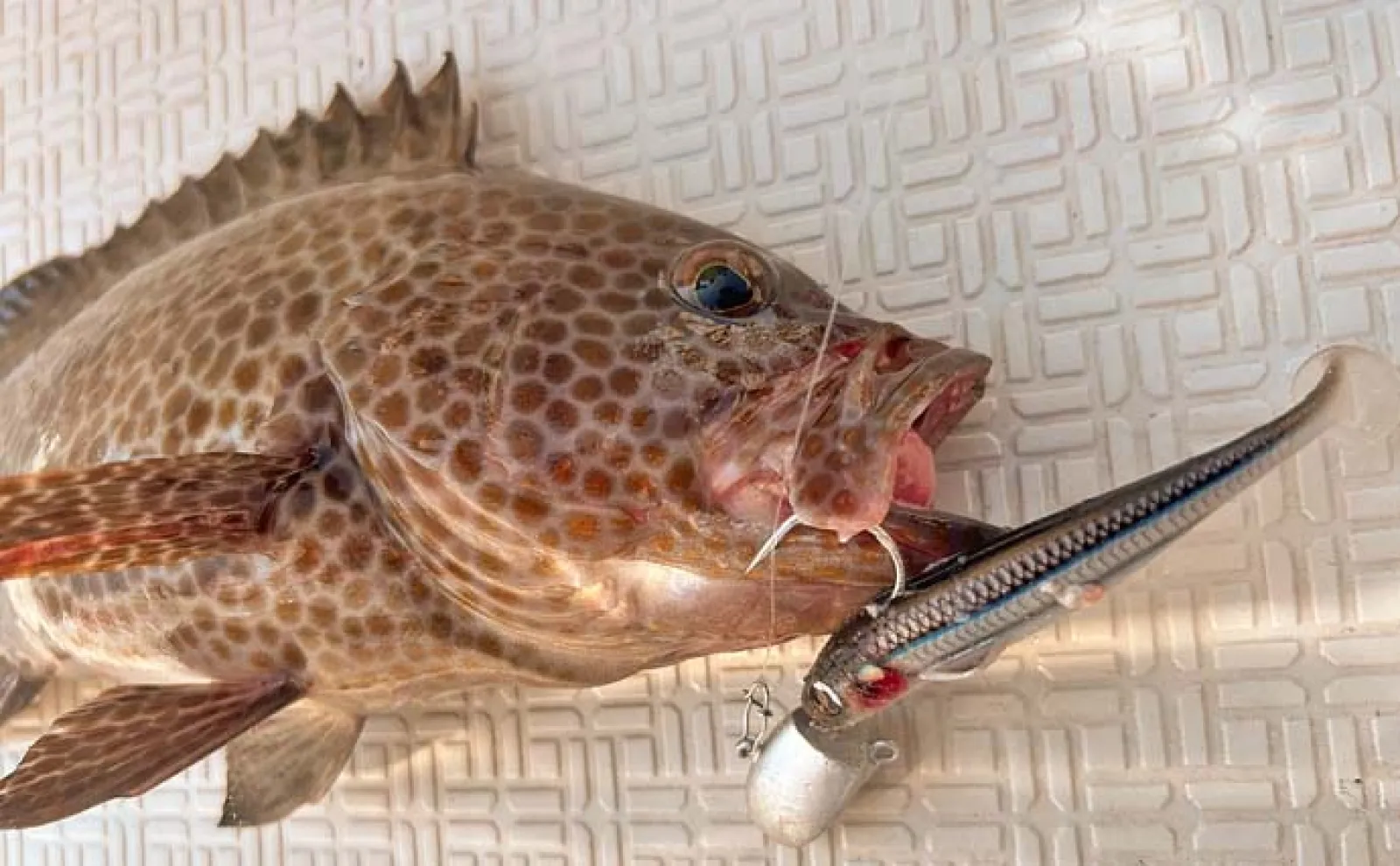 レンタルボートでのロックフィッシュゲームで47cm良型オオモンハタ浮上