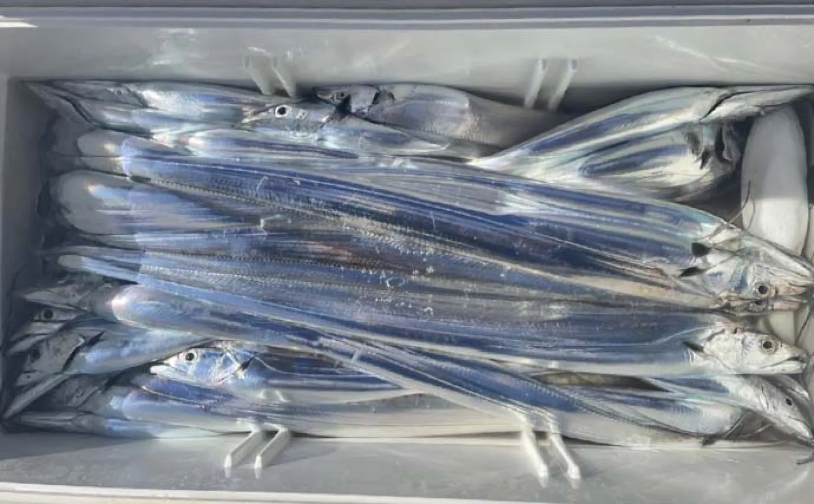 天竜沖での天秤タチウオ釣りで45匹キャッチ 平均サイズが指4〜6本級と良型率高し!