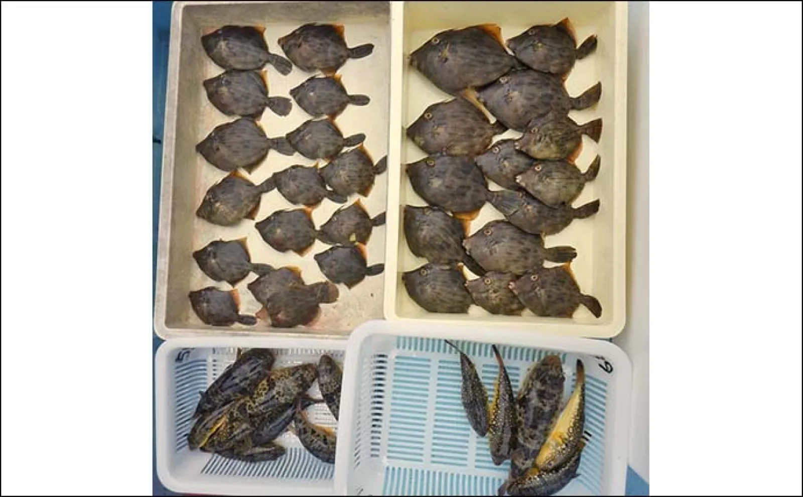 石川丸で挑むカワハギ&フグ釣り【愛知・南知多沖】エサ取りに苦戦しつつも豊漁を堪能