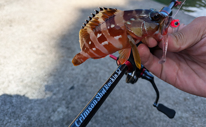 エギング＆ライトソルトゲームの二刀流釣行【三重】600g超アオリイカや