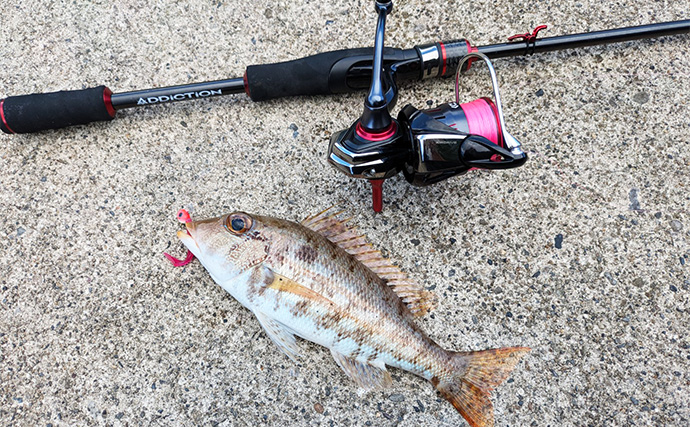 エギング＆ライトソルトゲームの二刀流釣行【三重】600g超アオリイカや