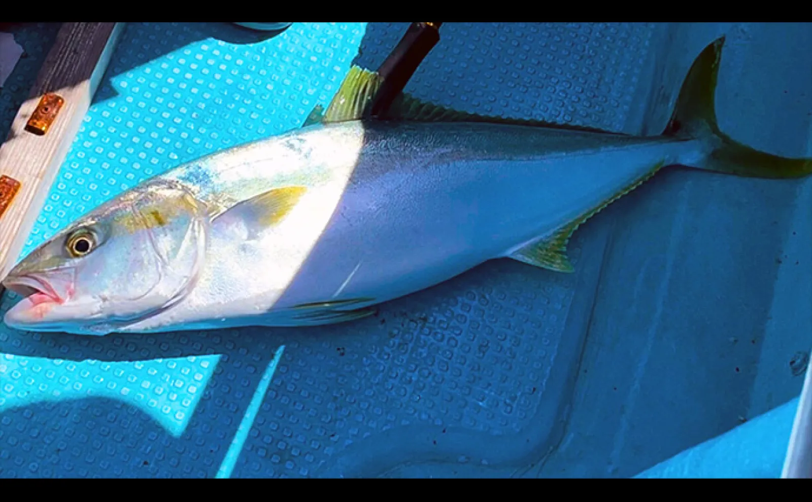 タイラバで想定外の75cmヒラマサ浮上!【新潟・充正丸】2号リーダーで激闘を制す