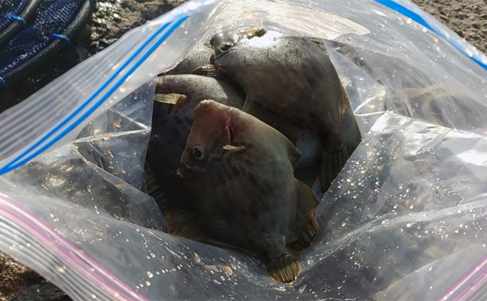 美味魚「カワハギ」の刺身と肝を【最高に美味しく食べる方法】徹底した温度管理が決め手