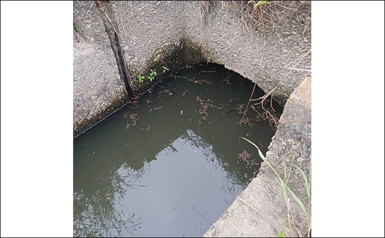散歩気分で秋の淡水小物釣りを満喫【埼玉】減水した用水路でコイやフナと戯れる