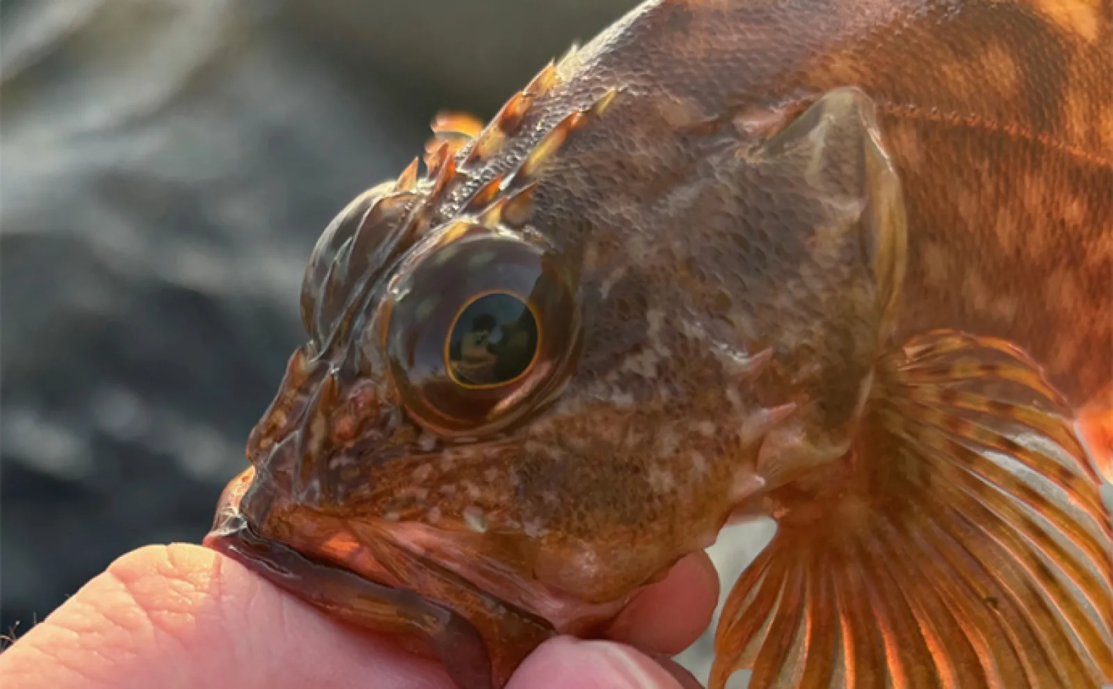 深日港」の穴釣りで20cm級カサゴが連発【大阪】ジグヘッドにイカエサ