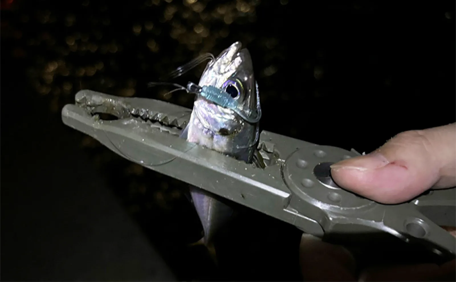 深日港」の穴釣りで20cm級カサゴが連発【大阪】ジグヘッドにイカエサ