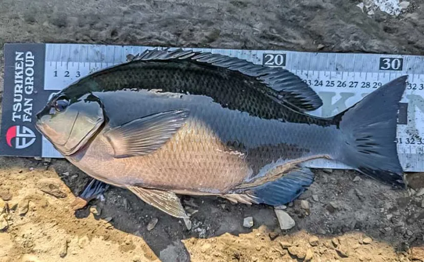 三浦半島「諸磯」でのフカセ釣りで36cm頭にメジナ10尾キャッチ【神奈川